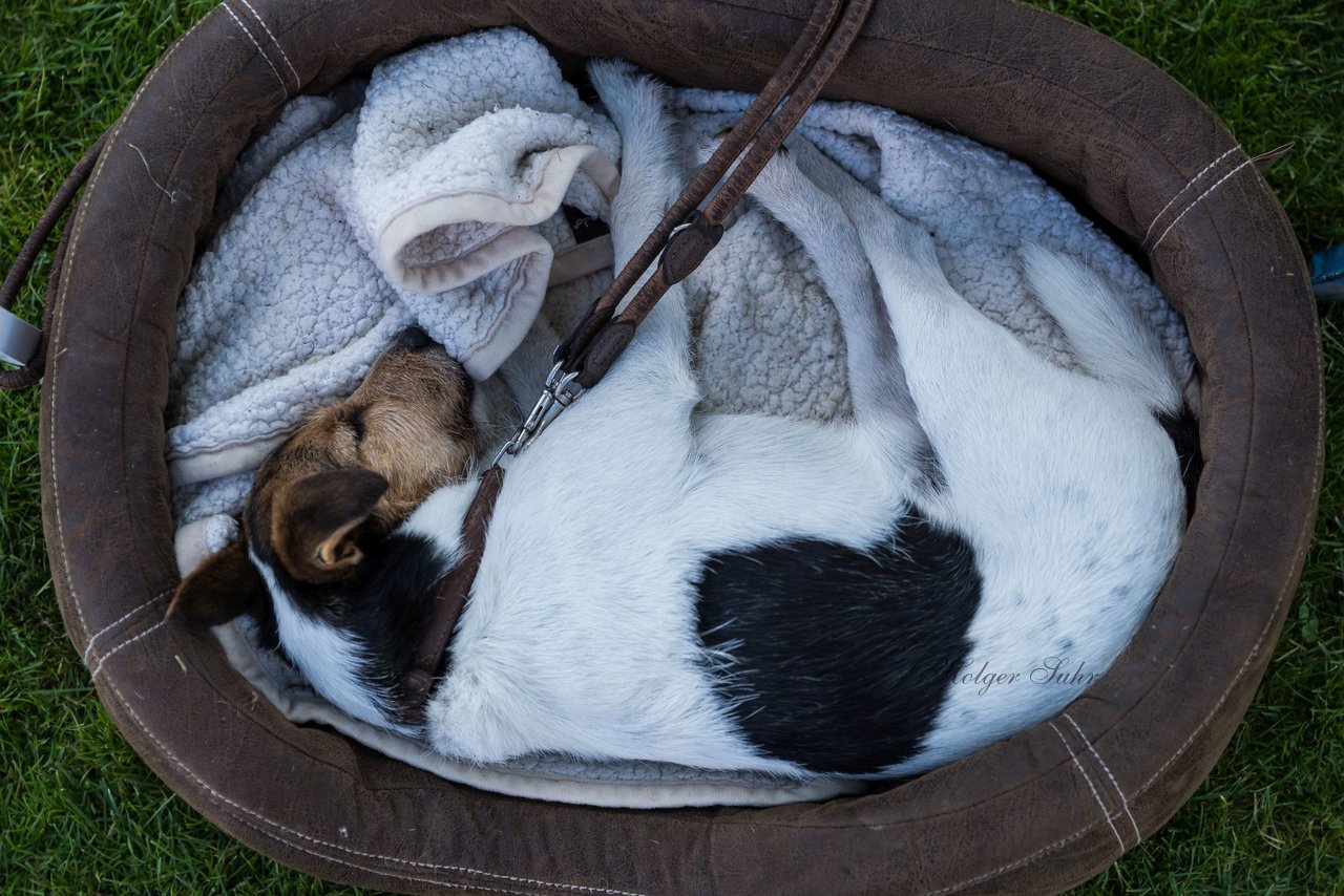 Bild 191 - Vogelschiessen